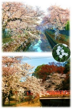 伝右川の桜.jpg