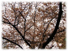 児童公園の桜.JPG
