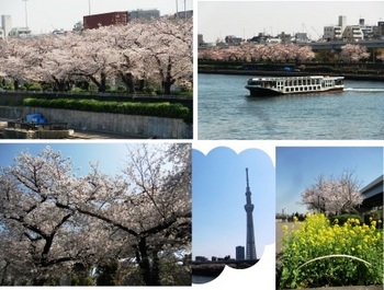 墨堤の桜.jpg