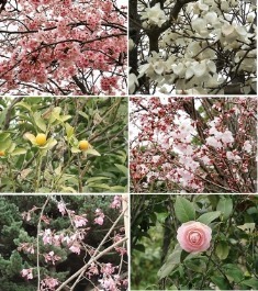 桜など.jpg