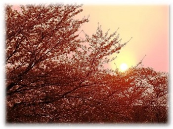 桜の夕暮れ.jpg