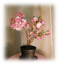 桜の盆栽.JPG